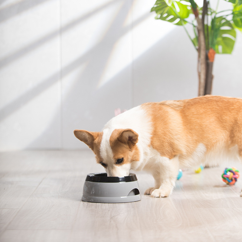 Pet Dog Bowls Floating Not Wet - đánh giá và giá Travel Accessories Dog